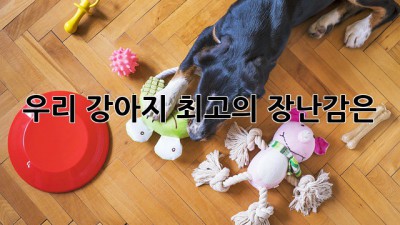 우리 강아지 최고의 장난감은? 🐶